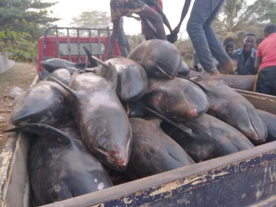 dolphins in ghana