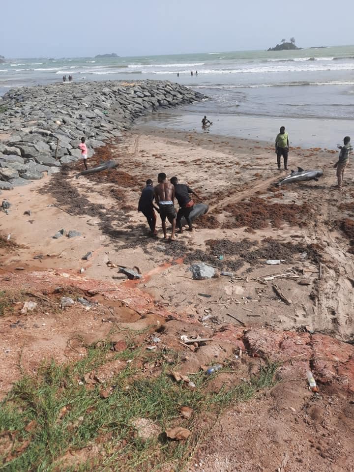 dolphins in ghana