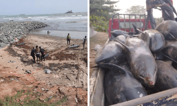Hundreds Of Dolphins Washed Ashore At Lower Axim