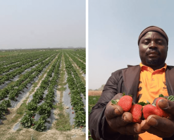 Huge Strawberry farm spotted at Jos in Nigeria