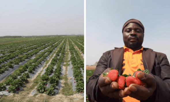 Huge Strawberry farm spotted at Jos in Nigeria