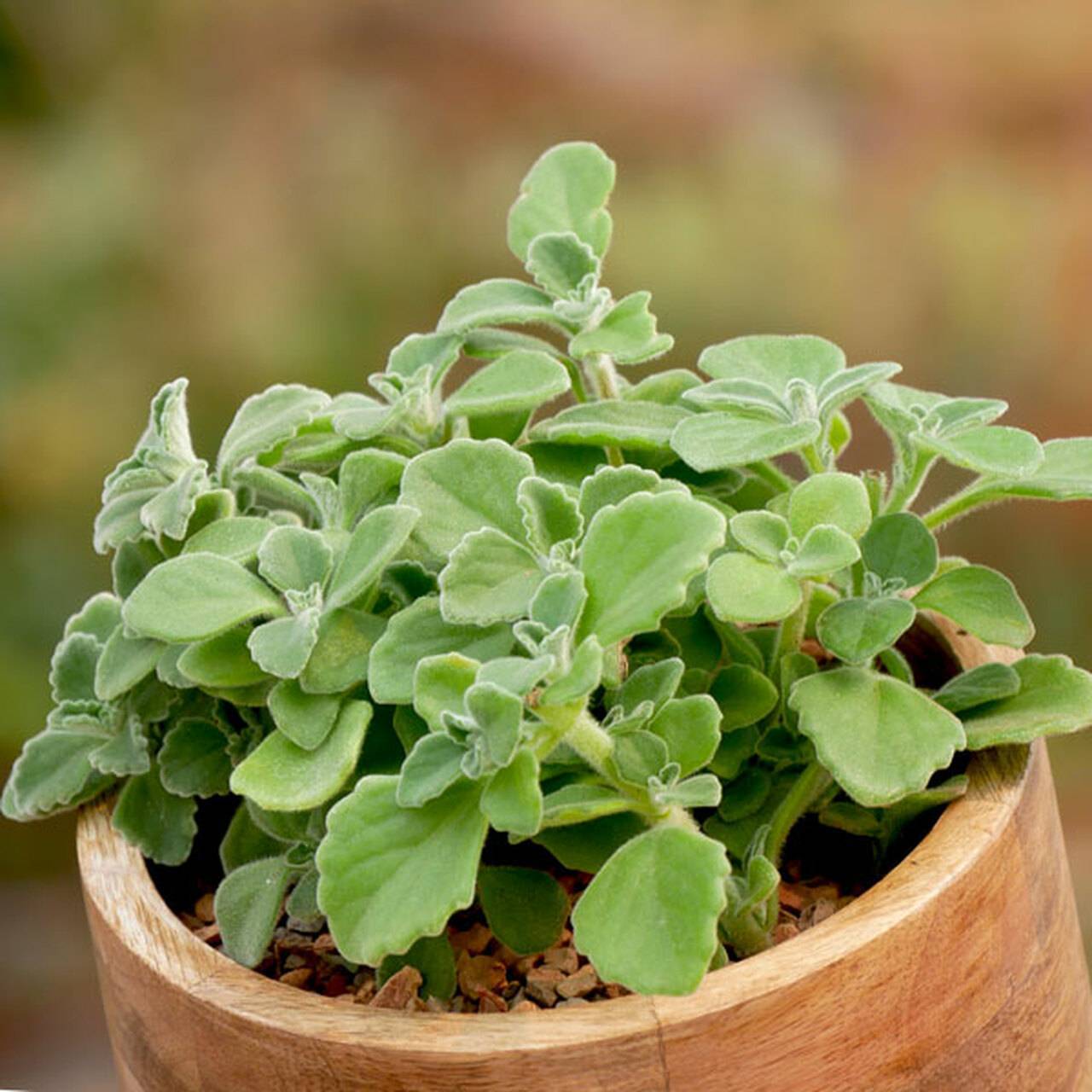 Oregano 