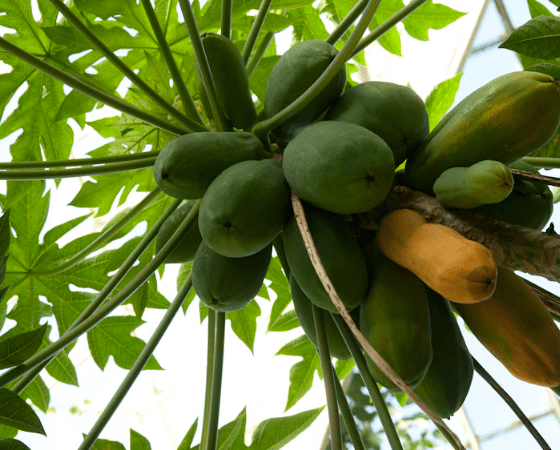 Health benefits of Pawpaw