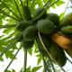 Health benefits of Pawpaw