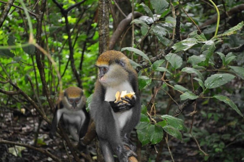 Digya National Park