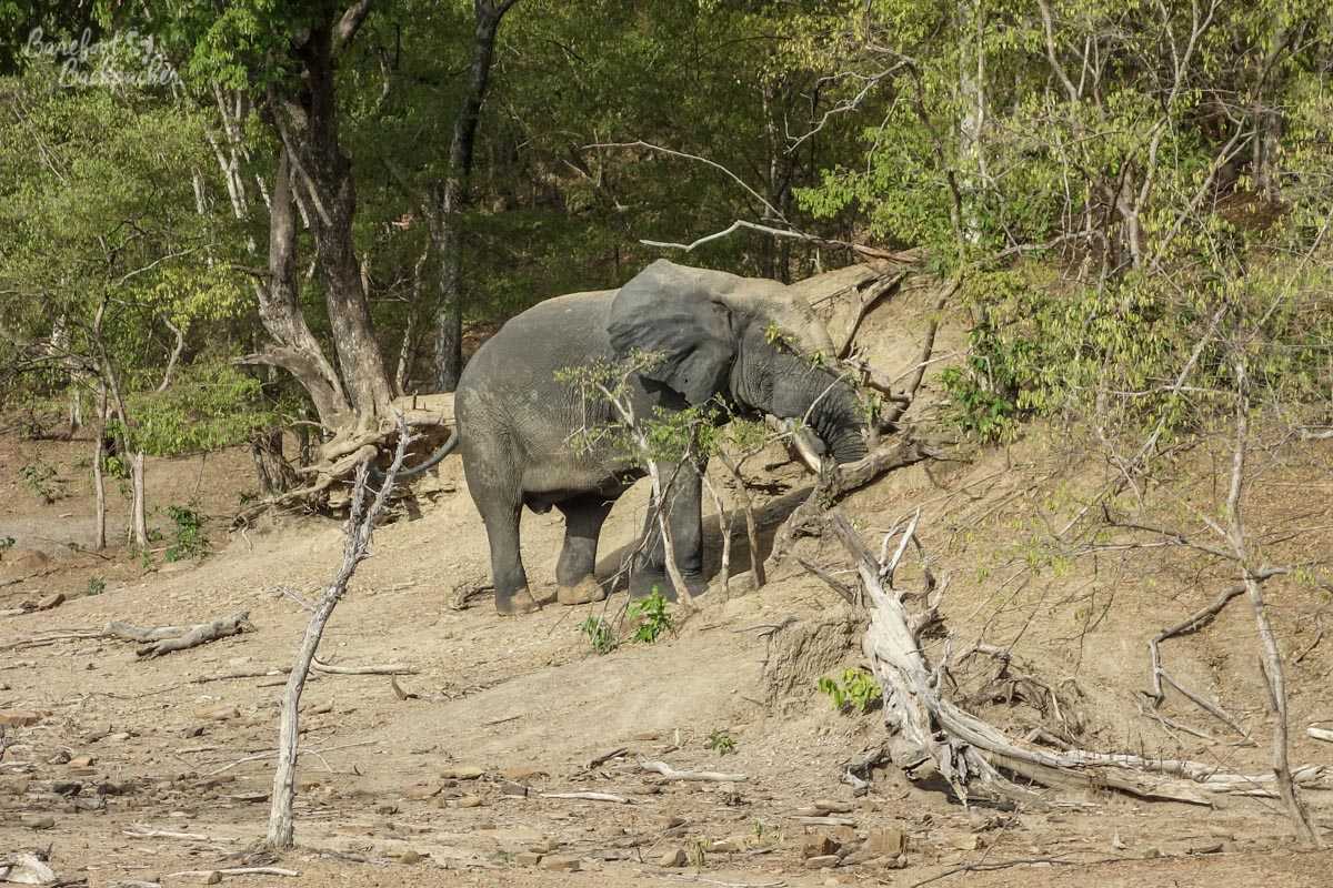 Mole National Park